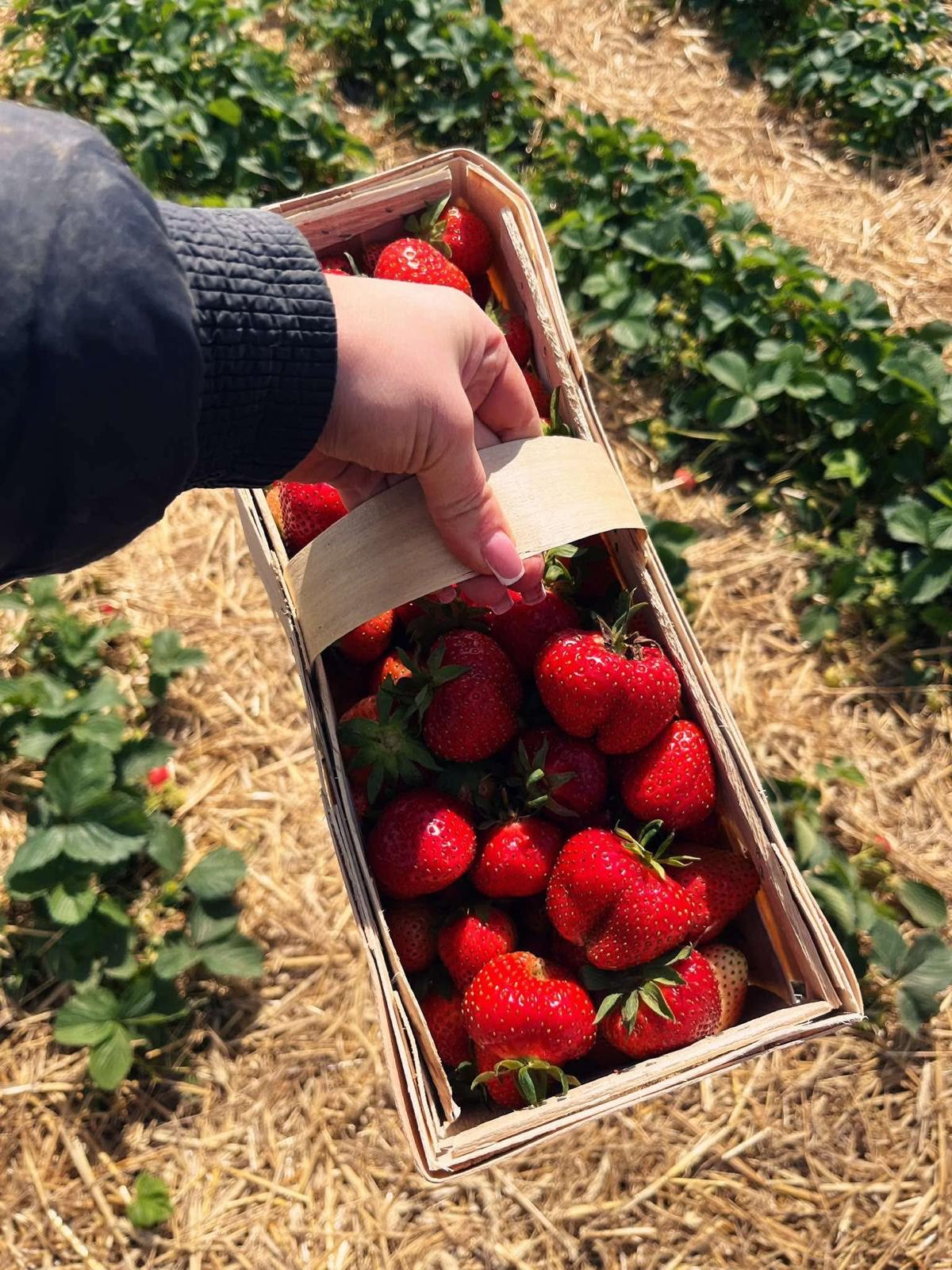 Truskawki - plantacja